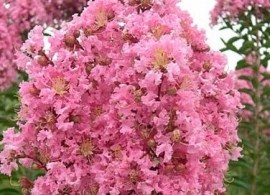 crape-myrtle-sioux-pink-500x750 - kopiya